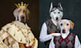 do custom pet portraits, dog portraits, cat portraits, etc
