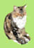 draw awesome custom pet and animal illustrations