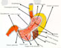 make drawings and sketches of anatomy