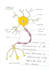 make anatomy drawings and sketches