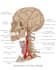 draw professional medical illustrations