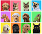 draw an awesome pet cartoon portrait