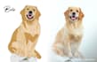 draw a cute vector cartoon for your pet