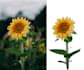 background removal or cut out images professionally