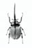 draw a bug you like