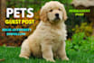 do guest post on pets blog