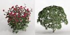 create 3d plants in speedtree