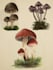 botanic illustrations for any type of content