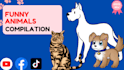 create monetizable funny animals videos, pets compilation within 24hr