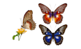 draw insects, arthropods, or animals in scientific illustrations digitally