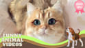 create funny pets and animals videos within 24 hrs