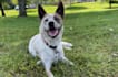 create ugc videos with my dog tiktok reels amazon pets