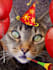 sing a BIRTHDAY Cat Video Greeting original song for you