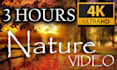 create relaxation nature loop video
