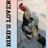 design a birds logo,budgie,hens
