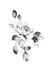 create a fine line flower tattoo