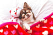 create a funny and cute animal, pet compilation videos