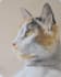 draw realistic pet dog, cat portrait