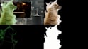 do professional rotoscoping, green screen remove, roto paint