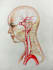 draw professional medical science drawings