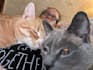 pet sit for your fur kids