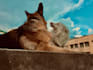 write SEO friendly pet blogs and articles