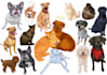 create your pet photos into watercolor style