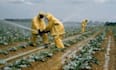 write agricultural content, research, and summaries