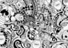 draw mandala,zentangle,maori or tribal art within a silhouette