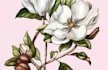 paint watercolour botanical illustrations