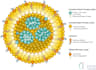 create scientific illustrations for your next project