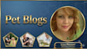 write SEO optimized articles for your pet blog