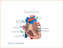 professional medical illustrations, drawings, and exercises