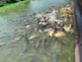 feed fish in thai temple for merit