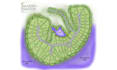 render architectural site plan, plat map, master plan