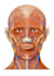 help you in human anatomy problems