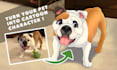draw your pet as a cartoon disney character