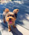 create a ugc video for your pet product