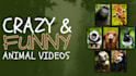 provide you animal funny compilation videos for youtube