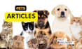 write  engaging and SEO optimized pet articles