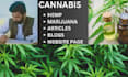 write cbd, hemp, cannabis, marijuana, thc content in 12 hours