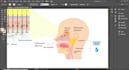 design scientific illustrations, medical figures, and infographics
