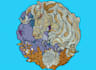 digitize image for embroidery into dst, pes, pxf etc embroidery file