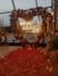 do video editing of a beautiful marriage proposal