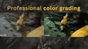 do video color correction and color grading professionally in 24h