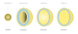 create scientific illustrations, diagrams and graphical abstracts