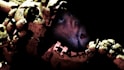 make thumbnails for youtube videos