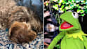 create a personalized kermit video birthday greeting