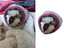 turn a photograph into a transparent sticker