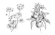 draw botanical illustration, flowers, fruits